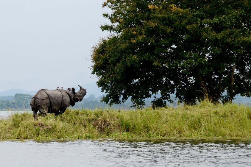 Kaziranga National Park, Assam